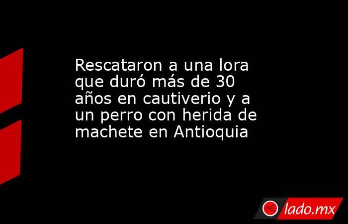 Rescataron a una lora que duró más de 30 años en cautiverio y a un perro con herida de machete en Antioquia. Noticias en tiempo real