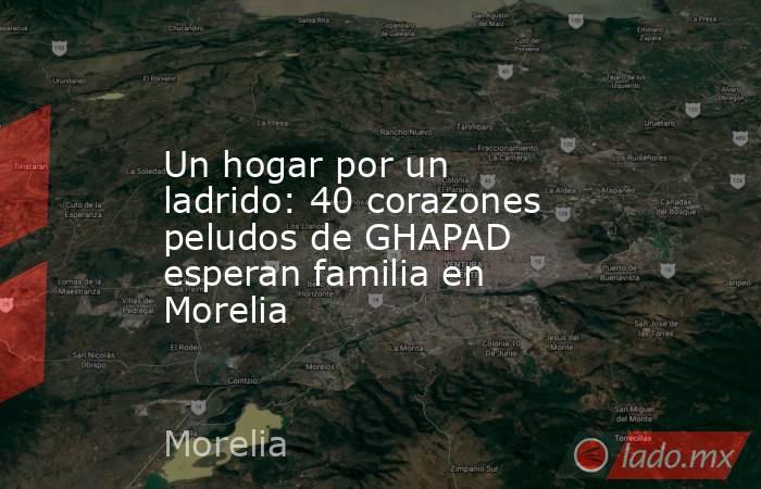 Un hogar por un ladrido: 40 corazones peludos de GHAPAD esperan familia en Morelia. Noticias en tiempo real