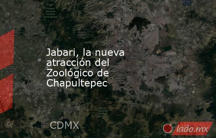 Jabari, la nueva atracción del Zoológico de Chapultepec. Noticias en tiempo real