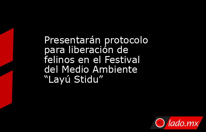 Presentarán protocolo para liberación de felinos en el Festival del Medio Ambiente “Layú Stidu”. Noticias en tiempo real