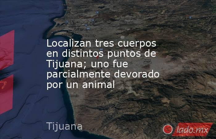 Localizan tres cuerpos en distintos puntos de Tijuana; uno fue parcialmente devorado por un animal. Noticias en tiempo real