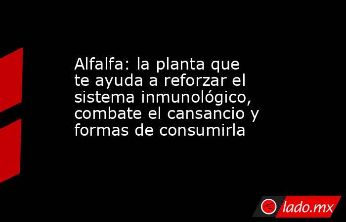 Alfalfa: la planta que te ayuda a reforzar el sistema inmunológico, combate el cansancio y formas de consumirla. Noticias en tiempo real