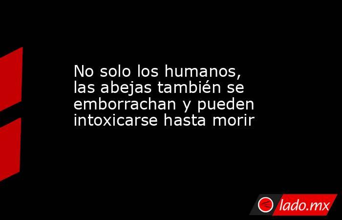 No solo los humanos, las abejas también se emborrachan y pueden intoxicarse hasta morir  . Noticias en tiempo real