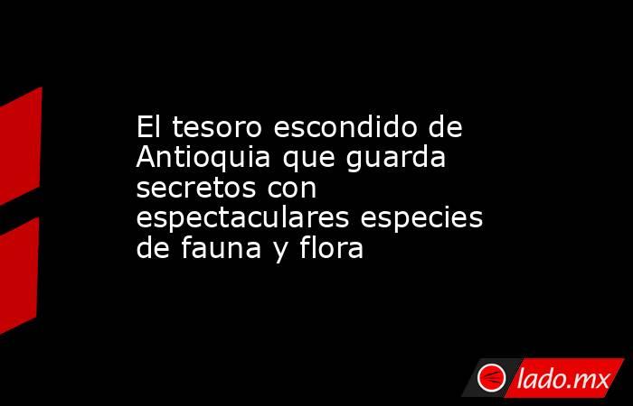 El tesoro escondido de Antioquia que guarda secretos con espectaculares especies de fauna y flora. Noticias en tiempo real