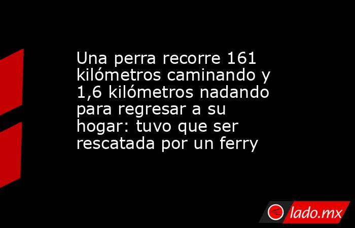 Una perra recorre 161 kilómetros caminando y 1,6 kilómetros nadando para regresar a su hogar: tuvo que ser rescatada por un ferry. Noticias en tiempo real