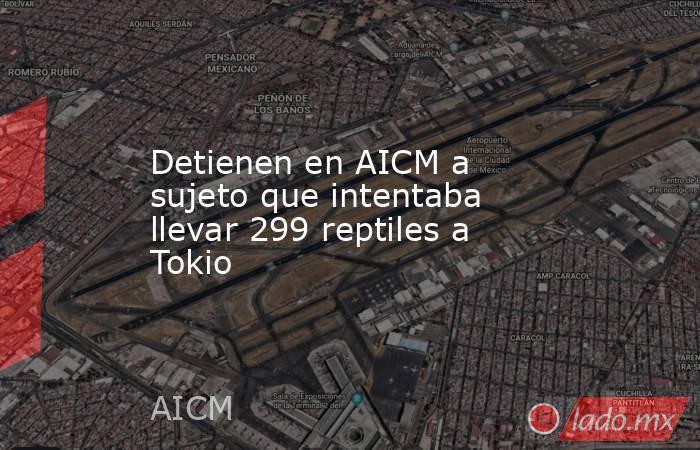 Detienen en AICM a sujeto que intentaba llevar 299 reptiles a Tokio. Noticias en tiempo real