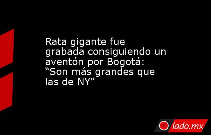 Rata gigante fue grabada consiguiendo un aventón por Bogotá: “Son más grandes que las de NY” . Noticias en tiempo real