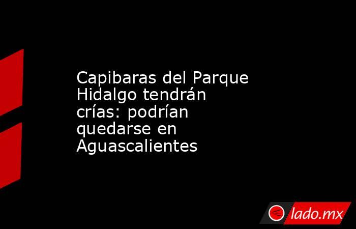 Capibaras del Parque Hidalgo tendrán crías: podrían quedarse en Aguascalientes. Noticias en tiempo real