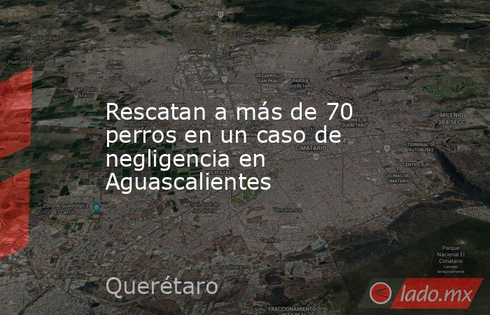 Rescatan a más de 70 perros en un caso de negligencia en Aguascalientes. Noticias en tiempo real