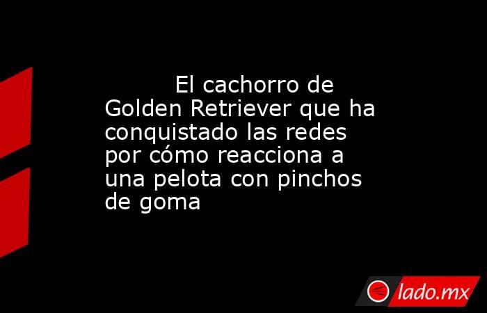                                                                                  El cachorro de Golden Retriever que ha conquistado las redes por cómo reacciona a una pelota con pinchos de goma                                                              . Noticias en tiempo real