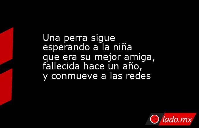 Una perra sigue esperando a la niña que era su mejor amiga, fallecida hace un año, y conmueve a las redes. Noticias en tiempo real