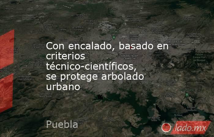 Con encalado, basado en criterios técnico-científicos, se protege arbolado urbano. Noticias en tiempo real