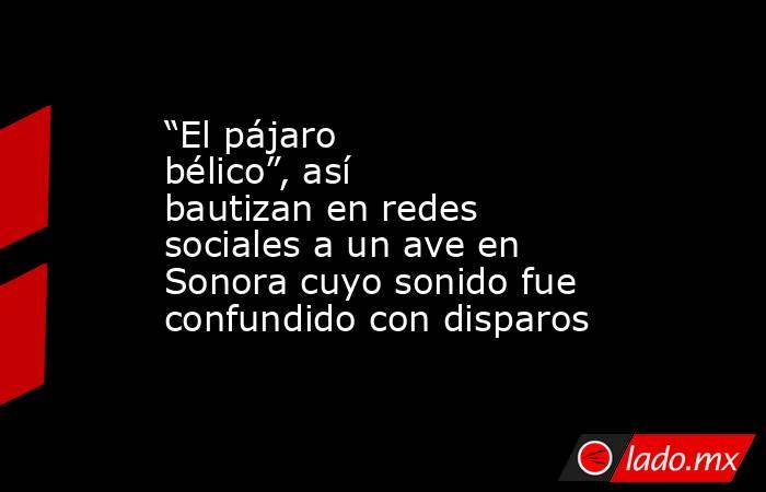 “El pájaro bélico”, así bautizan en redes sociales a un ave en Sonora cuyo sonido fue confundido con disparos   . Noticias en tiempo real
