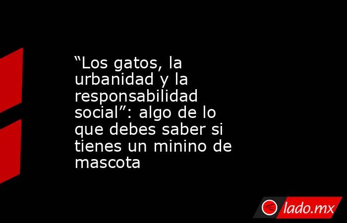 “Los gatos, la urbanidad y la responsabilidad social”: algo de lo que debes saber si tienes un minino de mascota. Noticias en tiempo real