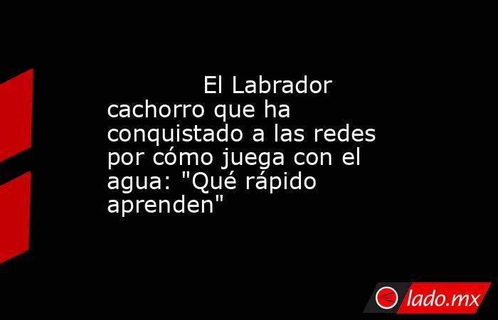                                                                                     El Labrador cachorro que ha conquistado a las redes por cómo juega con el agua: 