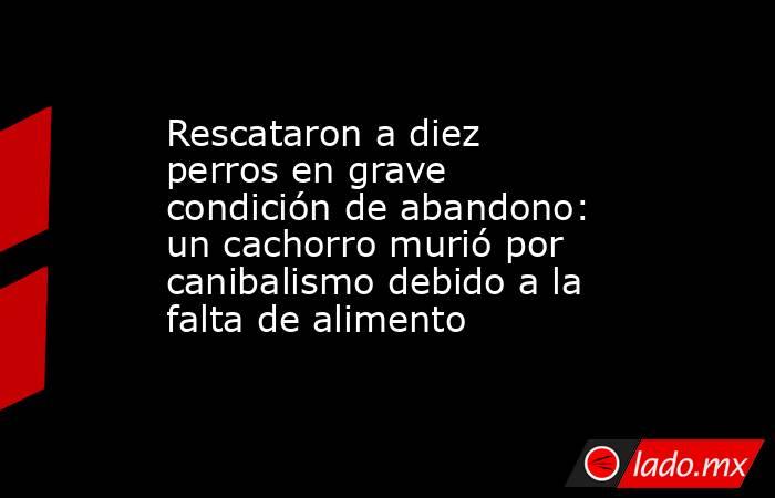 Rescataron a diez perros en grave condición de abandono: un cachorro murió por canibalismo debido a la falta de alimento . Noticias en tiempo real