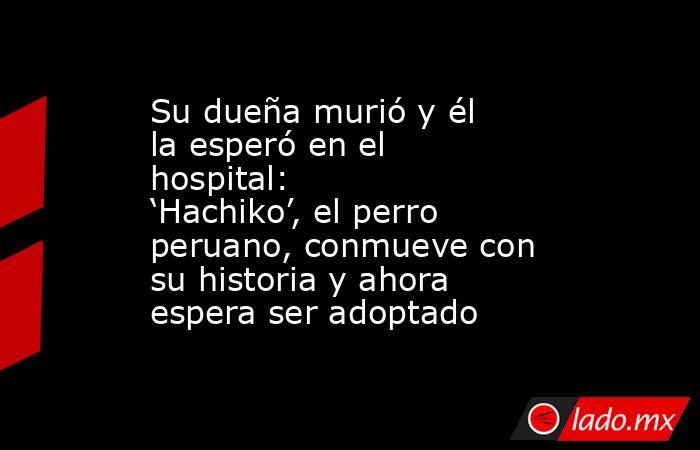 Su dueña murió y él la esperó en el hospital: ‘Hachiko’, el perro peruano, conmueve con su historia y ahora espera ser adoptado. Noticias en tiempo real