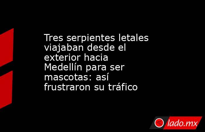 Tres serpientes letales viajaban desde el exterior hacia Medellín para ser mascotas: así frustraron su tráfico. Noticias en tiempo real