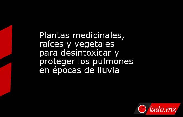 Plantas medicinales, raíces y vegetales para desintoxicar y proteger los pulmones en épocas de lluvia. Noticias en tiempo real
