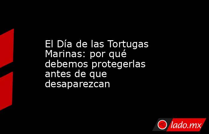 El Día de las Tortugas Marinas: por qué debemos protegerlas antes de que desaparezcan. Noticias en tiempo real