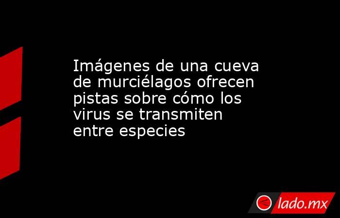 Imágenes de una cueva de murciélagos ofrecen pistas sobre cómo los virus se transmiten entre especies. Noticias en tiempo real