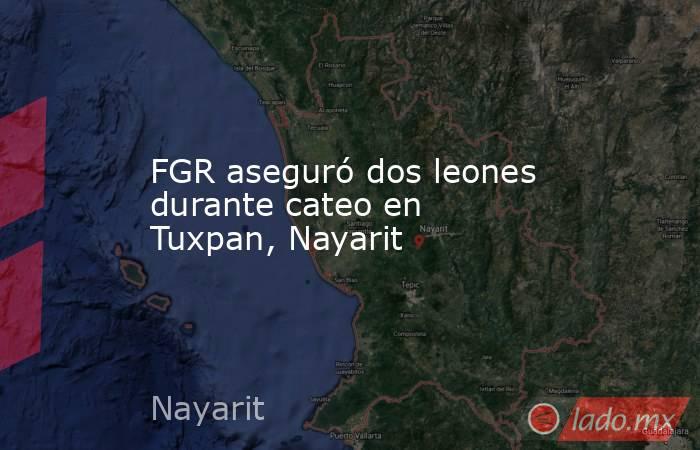 FGR aseguró dos leones durante cateo en Tuxpan, Nayarit. Noticias en tiempo real