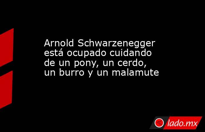 Arnold Schwarzenegger está ocupado cuidando de un pony, un cerdo, un burro y un malamute. Noticias en tiempo real
