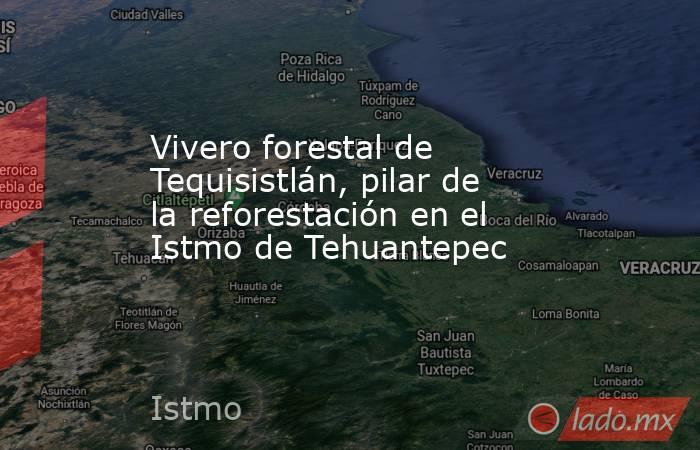 Vivero forestal de Tequisistlán, pilar de la reforestación en el Istmo de Tehuantepec. Noticias en tiempo real