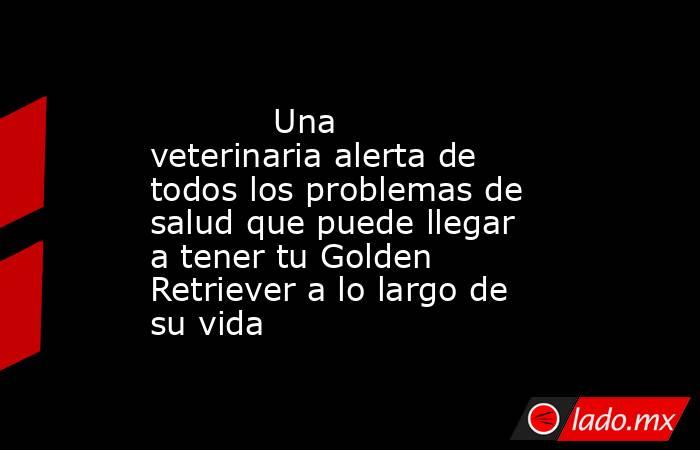                                                                                    Una veterinaria alerta de todos los problemas de salud que puede llegar a tener tu Golden Retriever a lo largo de su vida                                                   . Noticias en tiempo real