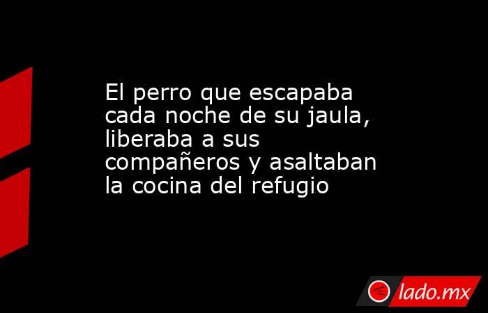 El perro que escapaba cada noche de su jaula, liberaba a sus compañeros y asaltaban la cocina del refugio . Noticias en tiempo real