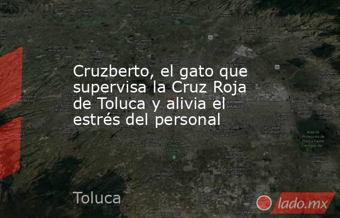 Cruzberto, el gato que supervisa la Cruz Roja de Toluca y alivia el estrés del personal . Noticias en tiempo real