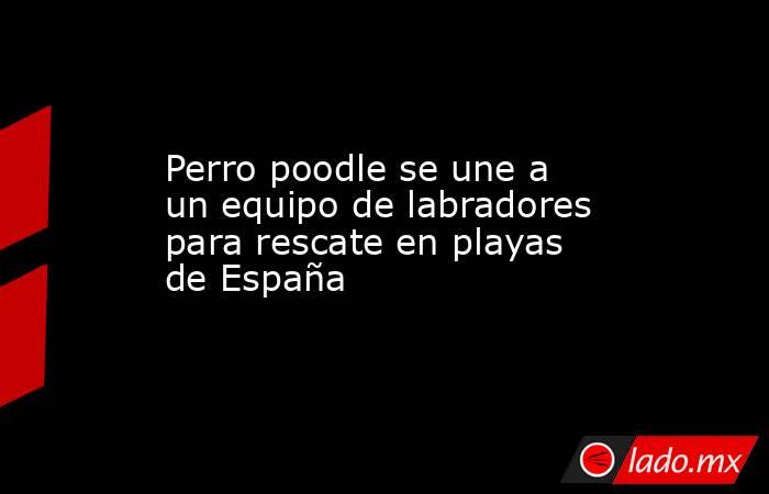 Perro poodle se une a un equipo de labradores para rescate en playas de España. Noticias en tiempo real