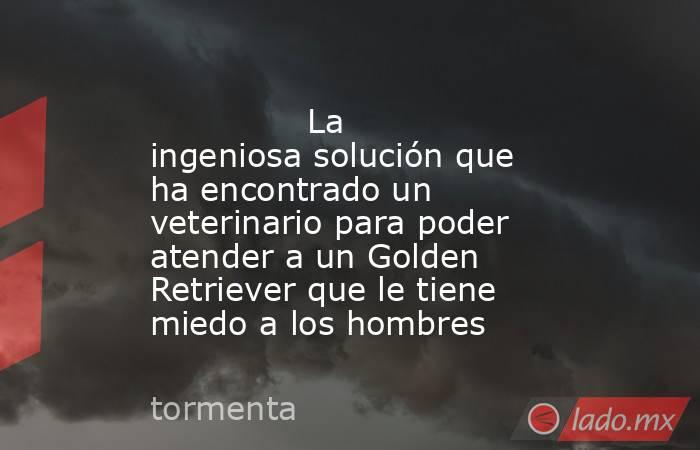                                                                                       La ingeniosa solución que ha encontrado un veterinario para poder atender a un Golden Retriever que le tiene miedo a los hombres                                         . Noticias en tiempo real