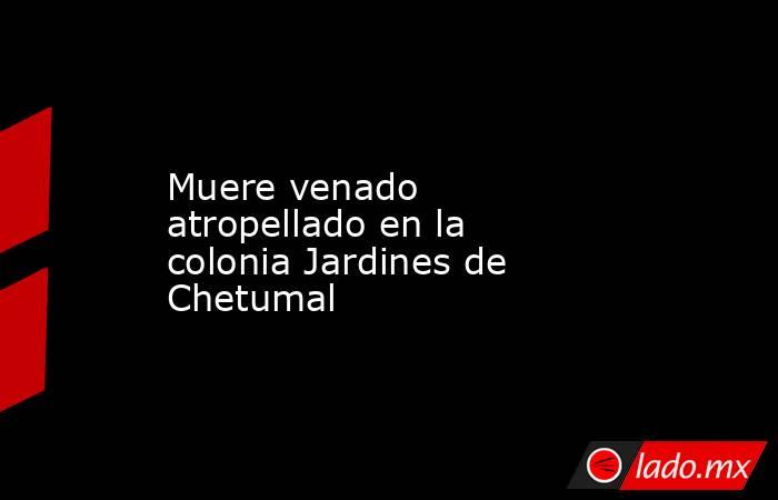 Muere venado atropellado en la colonia Jardines de Chetumal. Noticias en tiempo real