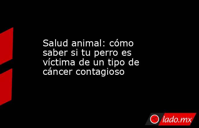 Salud animal: cómo saber si tu perro es víctima de un tipo de cáncer contagioso. Noticias en tiempo real