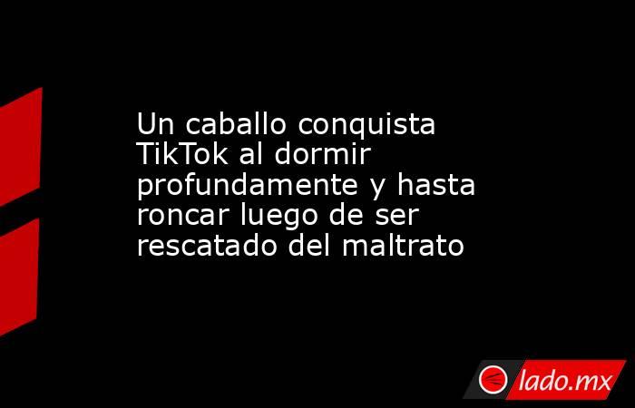Un caballo conquista TikTok al dormir profundamente y hasta roncar luego de ser rescatado del maltrato. Noticias en tiempo real