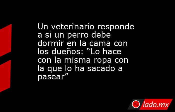 Un veterinario responde a si un perro debe dormir en la cama con los dueños: “Lo hace con la misma ropa con la que lo ha sacado a pasear”. Noticias en tiempo real