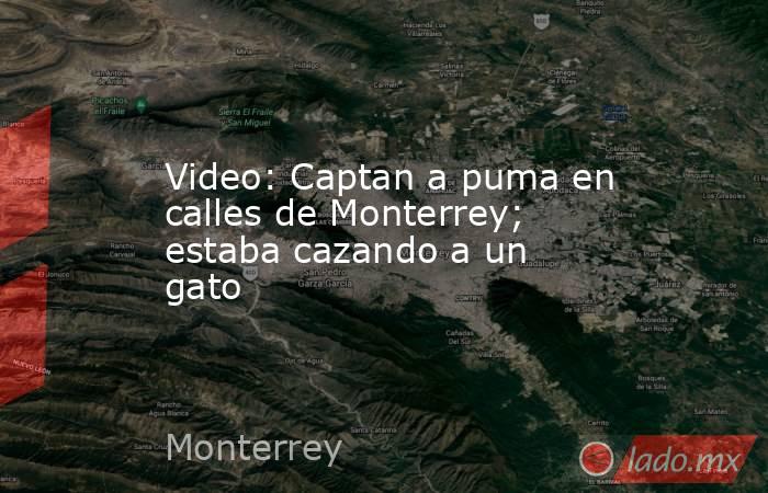 Video: Captan a puma en calles de Monterrey; estaba cazando a un gato. Noticias en tiempo real