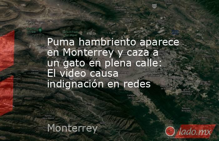 Puma hambriento aparece en Monterrey y caza a un gato en plena calle: El video causa indignación en redes. Noticias en tiempo real