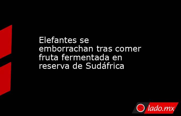 Elefantes se emborrachan tras comer fruta fermentada en reserva de Sudáfrica. Noticias en tiempo real