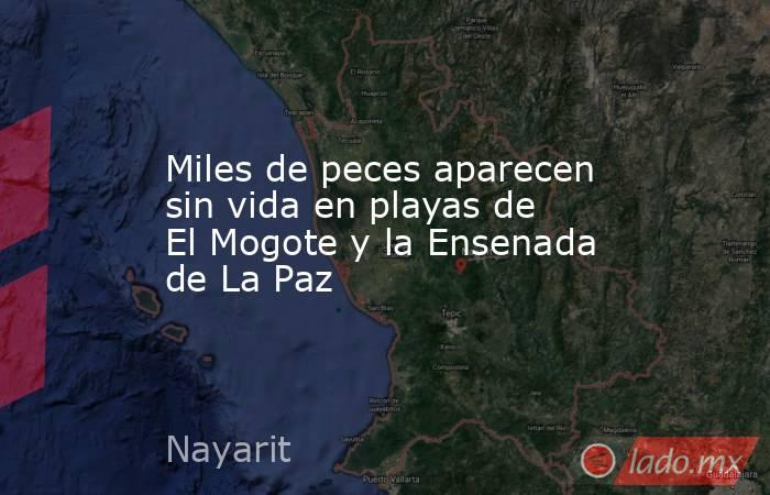 Miles de peces aparecen sin vida en playas de El Mogote y la Ensenada de La Paz. Noticias en tiempo real