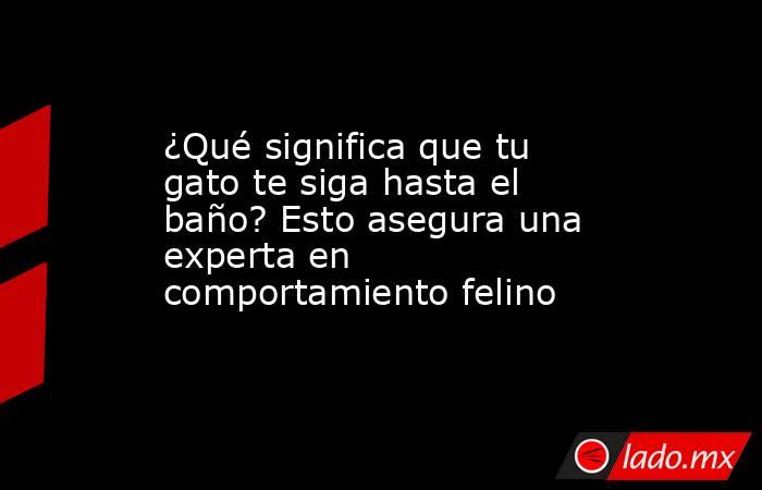 ¿Qué significa que tu gato te siga hasta el baño? Esto asegura una experta en comportamiento felino   . Noticias en tiempo real
