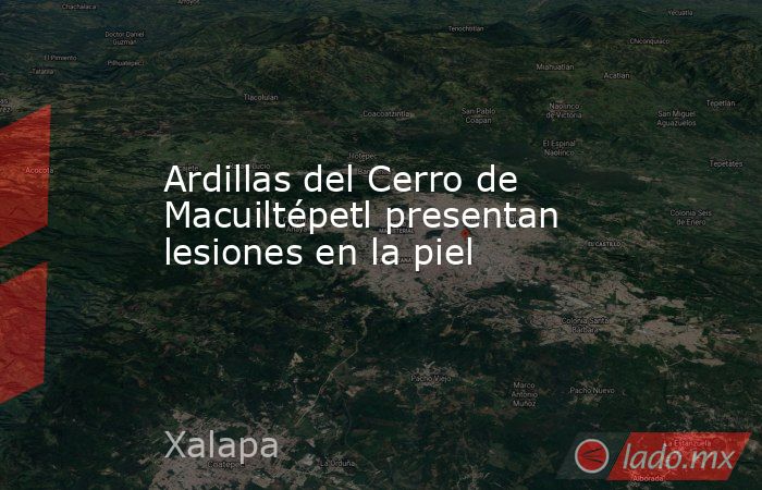 Ardillas del Cerro de Macuiltépetl presentan lesiones en la piel. Noticias en tiempo real