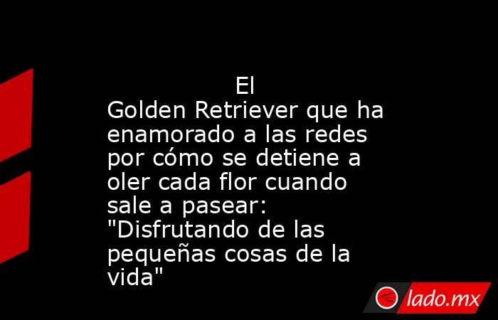                                                                                         El Golden Retriever que ha enamorado a las redes por cómo se detiene a oler cada flor cuando sale a pasear: 