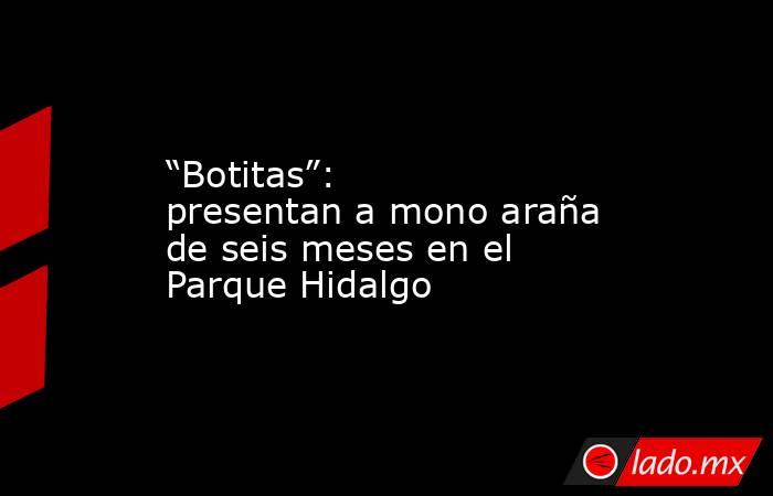 “Botitas”: presentan a mono araña de seis meses en el Parque Hidalgo. Noticias en tiempo real