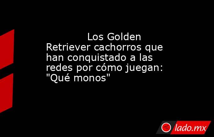                                                                                     Los Golden Retriever cachorros que han conquistado a las redes por cómo juegan: 
