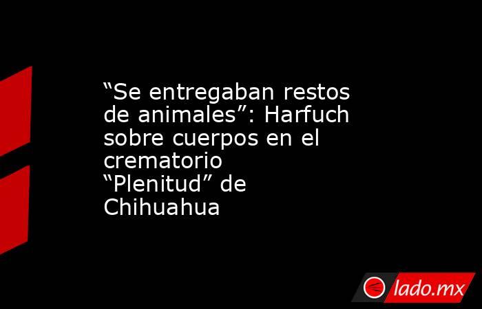 “Se entregaban restos de animales”: Harfuch sobre cuerpos en el crematorio “Plenitud” de Chihuahua. Noticias en tiempo real