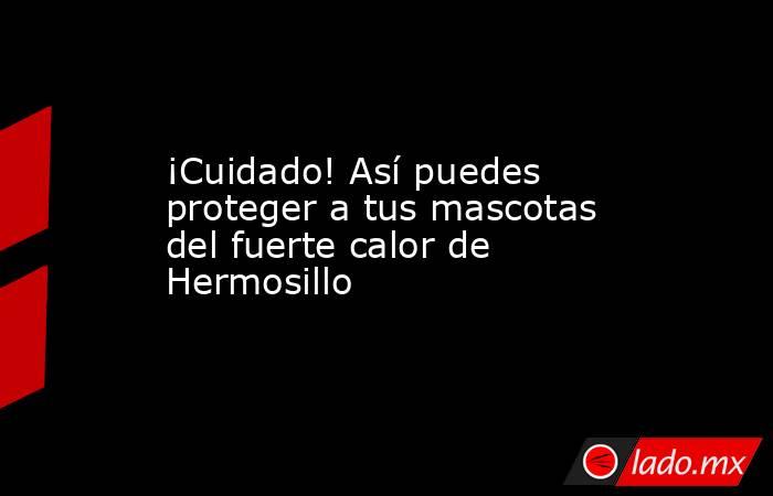 ¡Cuidado! Así puedes proteger a tus mascotas del fuerte calor de Hermosillo. Noticias en tiempo real