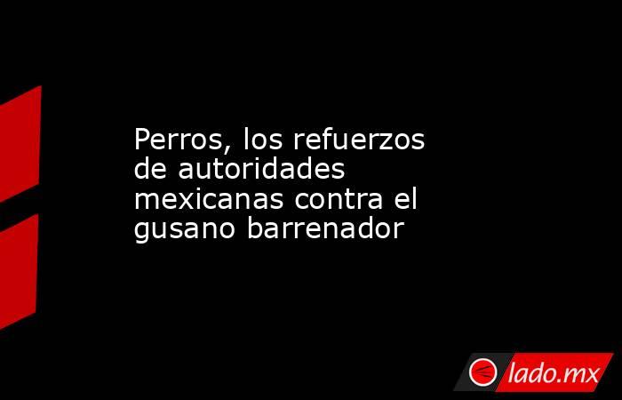 Perros, los refuerzos de autoridades  mexicanas contra el gusano barrenador. Noticias en tiempo real