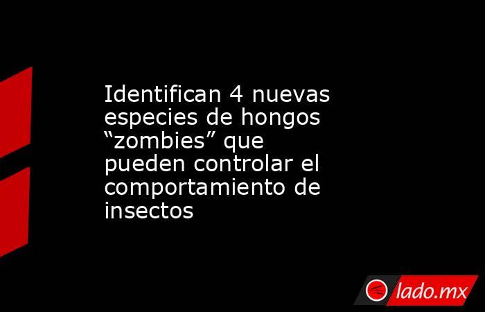 Identifican 4 nuevas especies de hongos “zombies” que pueden controlar el comportamiento de insectos. Noticias en tiempo real